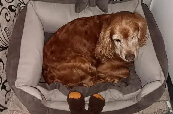 Собаки потеряшки, , фото: Потеряшка собака в Чердаклах, Ульяновск