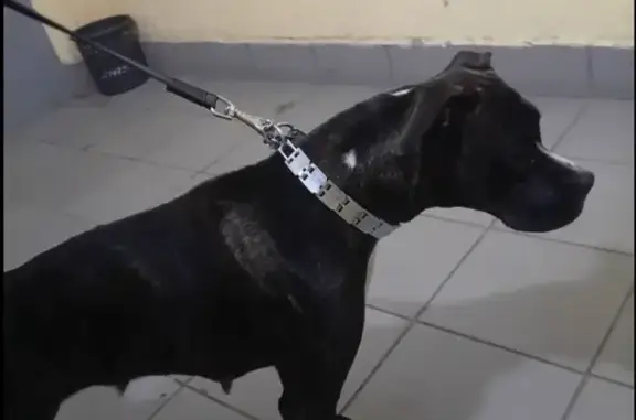 Найдена собака, Самара, фото: Собака найдена: пр. Юных Пионеров, Самара