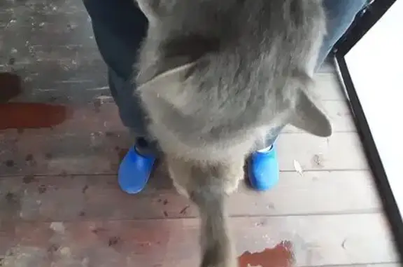 Найдена кошка, Тула, фото: Кошка найдена в Туле, Московское шоссе