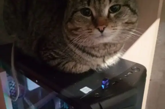 Пропала кошка, Олимпийская ул. 13А