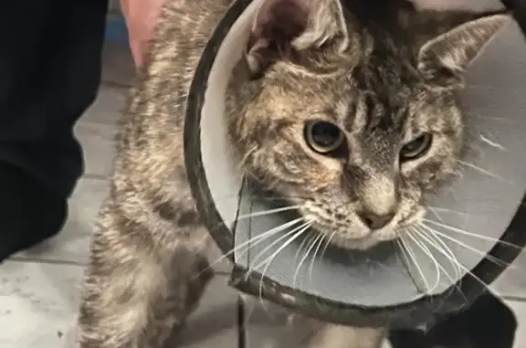 Кошка найдена: Староорловская ул., СПб