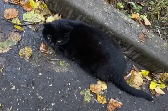 Найдена кошка, Москва, фото: Кошка найдена: проезд Добролюбова, 5