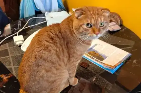 Кошки потеряшки, Обнинск, фото: Потеряшка кошка, пр. Ленина, 83А, Обнинск