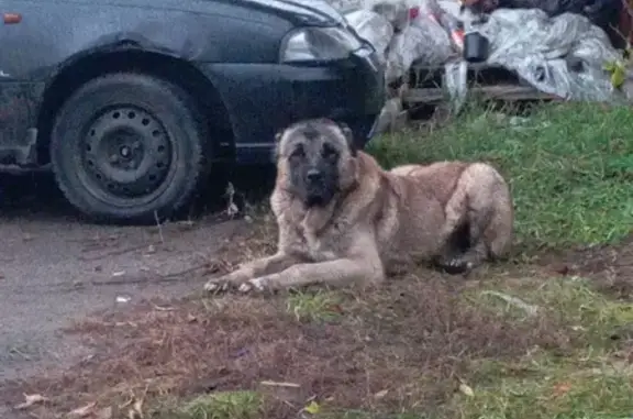 Найдена собака, Знаменка, фото: Алабай найден в Знаменке, Крым