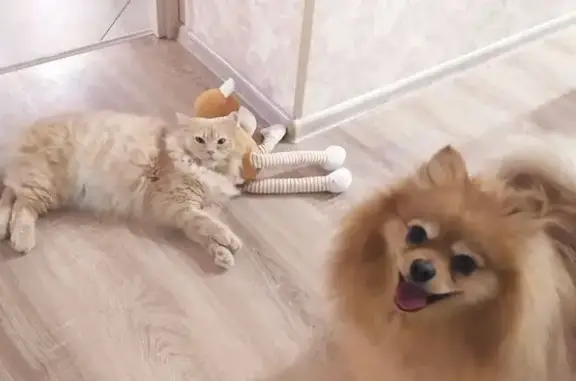 Собаки потеряшки, Тюмень, фото: Потеряшка собака, ул. Сакко, 43, Тюмень