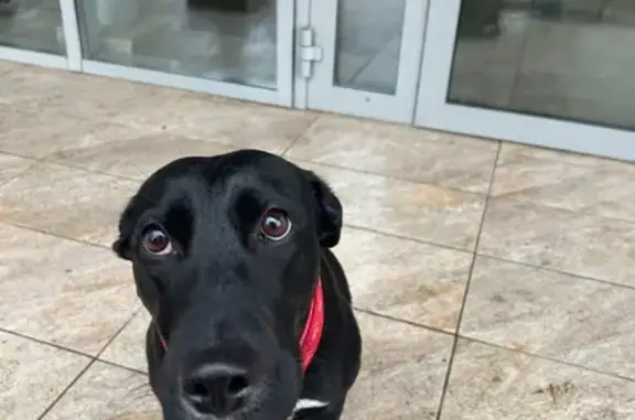 Найдена собака, Казань, фото: Собака найдена: Аделя Кутуя 2, Казань