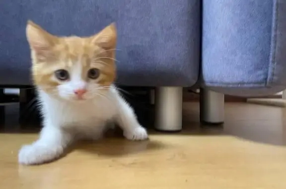 Кошки потеряшки, Москва, фото: Потеряшка кошка, Измайловский Вал 30, Москва