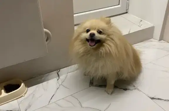 Найдена собака, Тюмень, фото: Шпиц найден: Кремлёвская 102, Тюмень