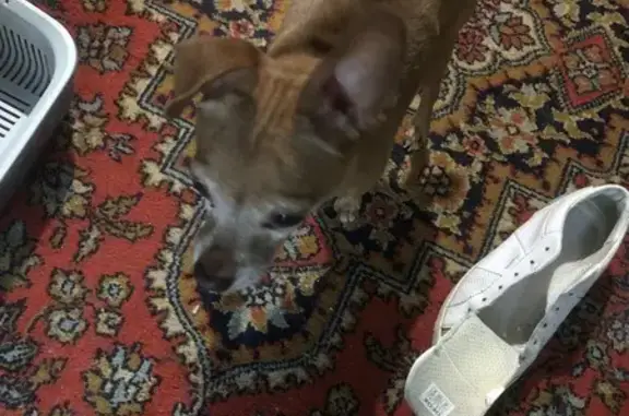 Собака найдена: Сахалинский пер., Ростов-на-Дону