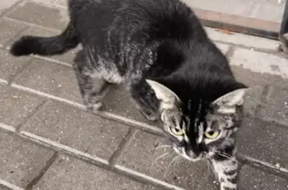 Найдена кошка, Московская область, фото: Кошка найдена у 10-й школы, Ступино.