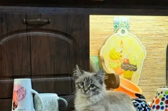 Пропал кот Фунтик, Махалино, Пензенская обл.