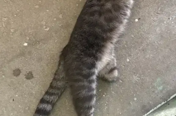 Пропала кошка у Савушкина 115к1.