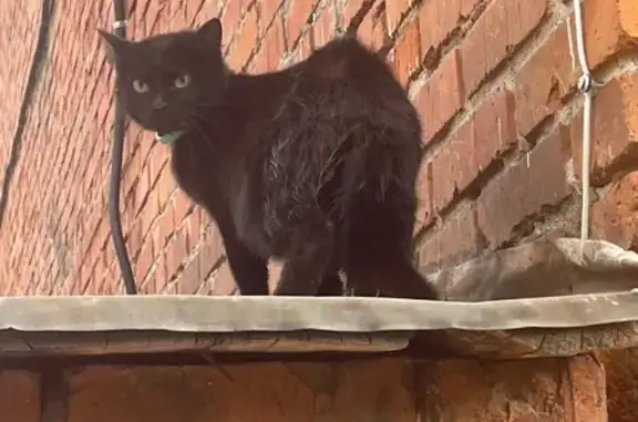 Найдена кошка, Кемерово, фото: Кошка найдена, Весенняя ул., Кемерово