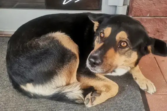 Собака найдена у Bruscoff, Дубровинского 76