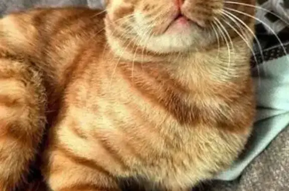 Пропала кошка, Телефонная 38, Барнаул