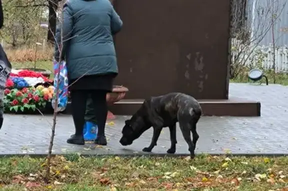 Найдена собака, Новая Усмань, фото: Собака найдена: ул. Ленина, 60В, Новая Усмань