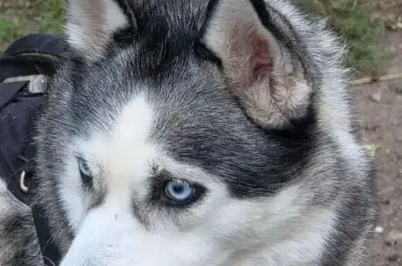 Найдена собака, Донецк, фото: Хаски найдена, Электрическая 21, Донецк