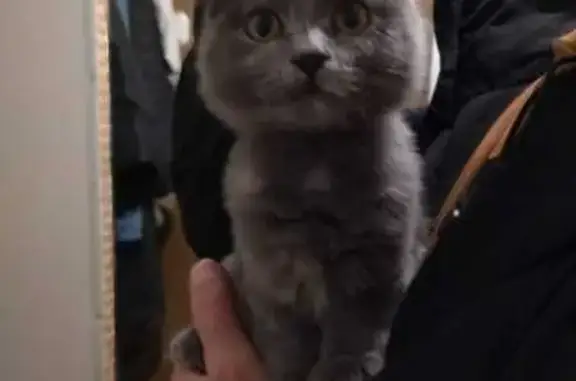 Найденные животные Петрозаводск, фото: Кошка найдена: наб. Ла-Рошель, 17, Птз