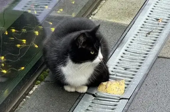 Кошка найдена: Беломорская ул., 16А, Москва