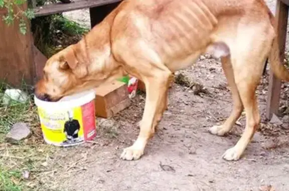 Найдена собака, , фото: Найдена собака на Морской улице, Бондаренково