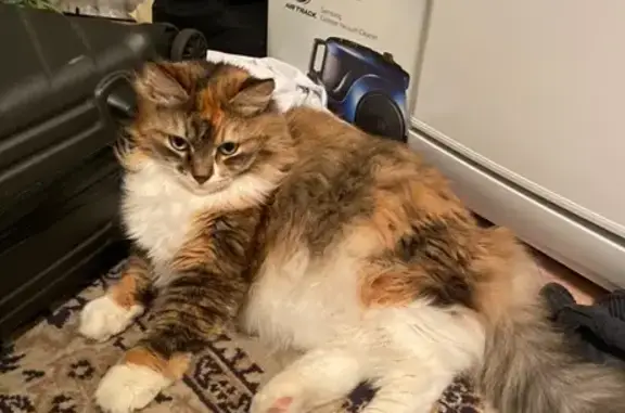 Кошки потеряшки, Красноярск, фото: Потеряшка кошка, Красноярск, Мичурина 59