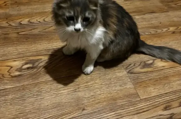 Найдена кошка, Псков, фото: Кошка найдена: Сиреневый бульвар, 15