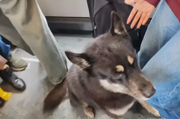 Собака найдена на Родионова, Н. Новгород