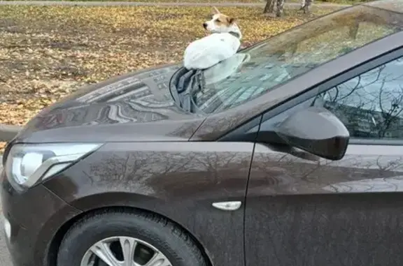 Терьер найден на ул. Советской Армии, 13А