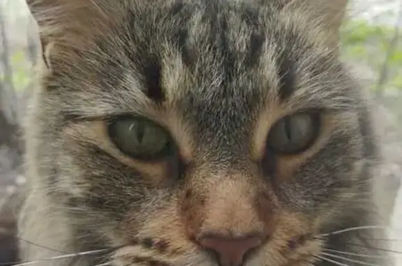 Кошки потеряшки, Псков, фото: Потеряшка кошка, Карла Маркса 17, Псков