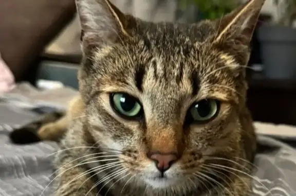 Найдена кошка, Воронеж, фото: Найдена кошка, ул. Маршала Жукова, 5А