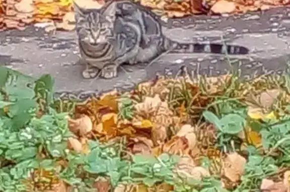 Найдена кошка, Подольск, фото: Кошка найдена, Подольск, Машиностроителей 8