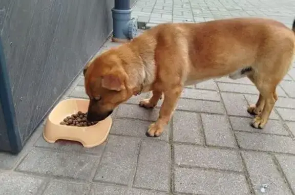 Найдена собака, Муромская ул. 35, Калининград