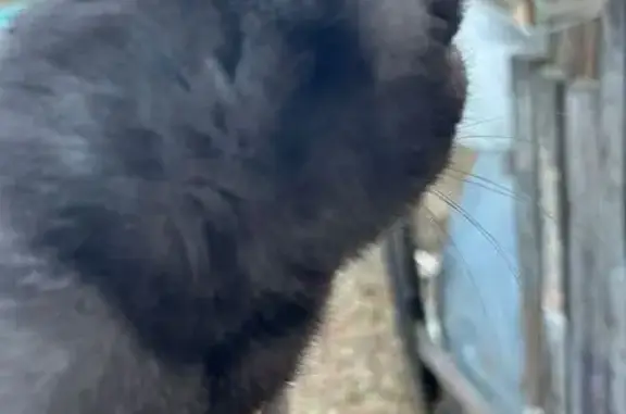 Чёрная вислоухая кошка найдена в Чите