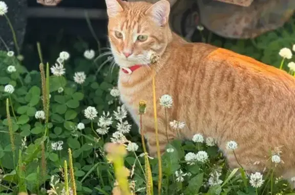 Пропала кошка, Республиканская 90А, Городец