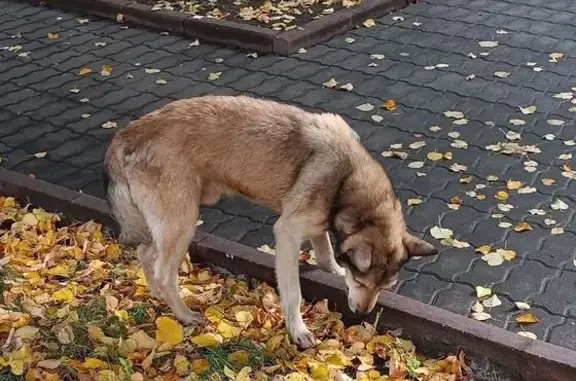 Собака найдена на ул. Гоголя, 6, Тамбов
