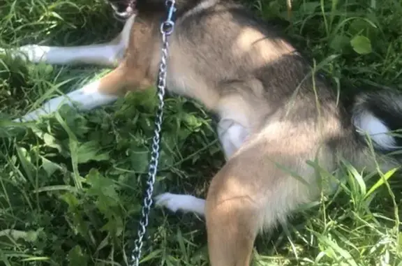 Пропала собака, б-р Строителей, 46А