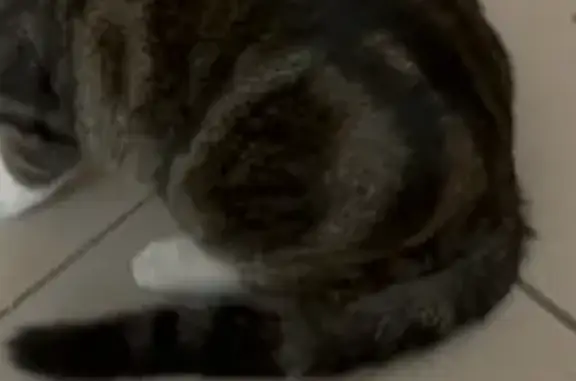 Найдена кошка, Иркутск, фото: Кошка найдена у школы, Аносова 2, Иркутск