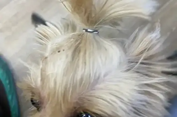 Найдена собака, Екатеринбург, Рижский пер.