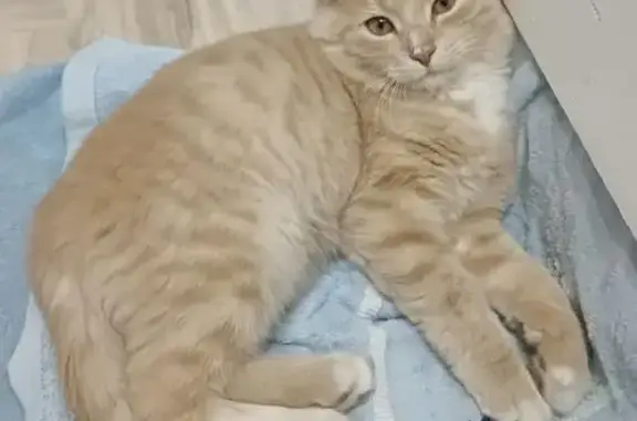 Кошки потеряшки, Оренбург, фото: Потеряшка кошка, Новгородская 225, Оренбург