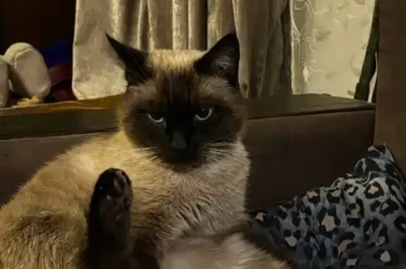 Кошки потеряшки, Оренбург, фото: Потеряшка кошка, Тупой переулок 28, Оренбург