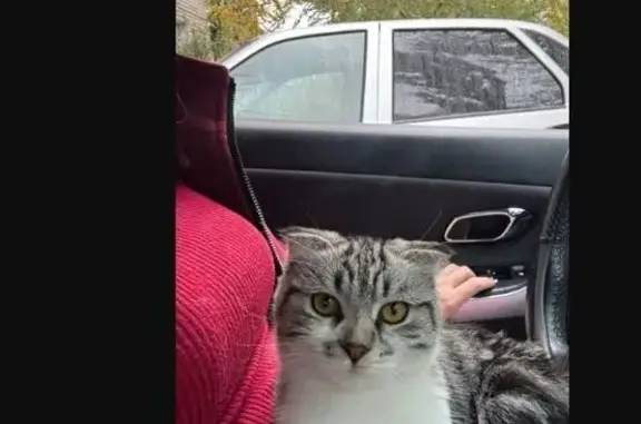 Кошка найдена, ул. Ворошилова 39, Воронеж