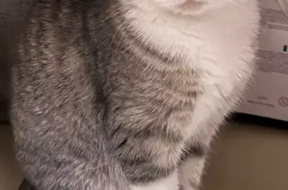 Пропала кошка, Советская 256, Мичуринск