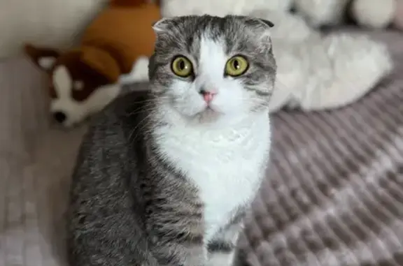 Пропала кошка, Советская ул. 252, Мичуринск