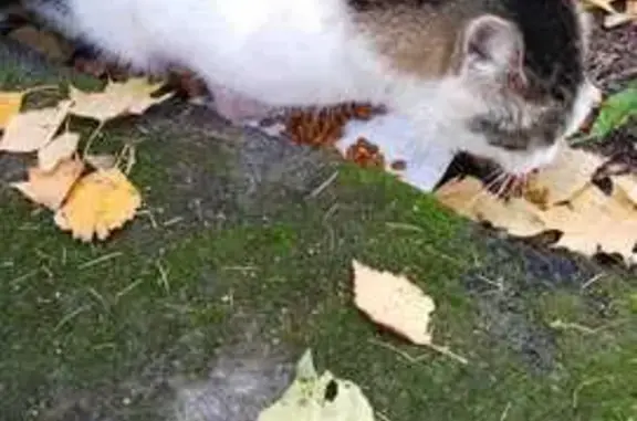 Найдена кошка, Санкт-Петербург, фото: Кошка найдена: ул. Димитрова, 7 к1, СПб