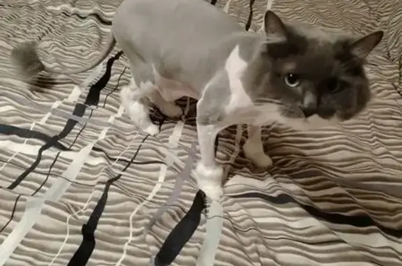 Кошки потеряшки, Первоуральск, фото: Потеряшка кошка, бульвар Юности, Первоуральск