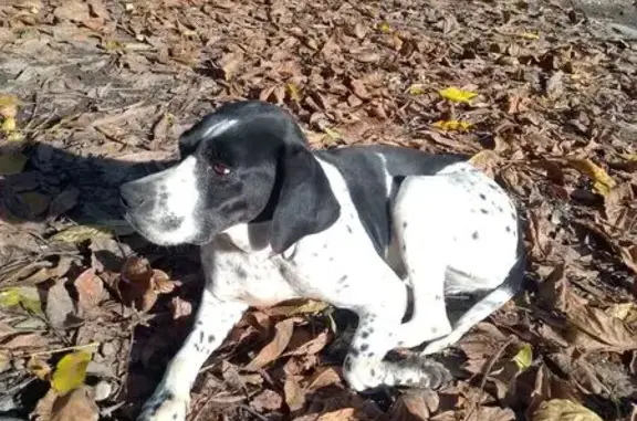 Собака найдена: ул. Канукоева, Нальчик