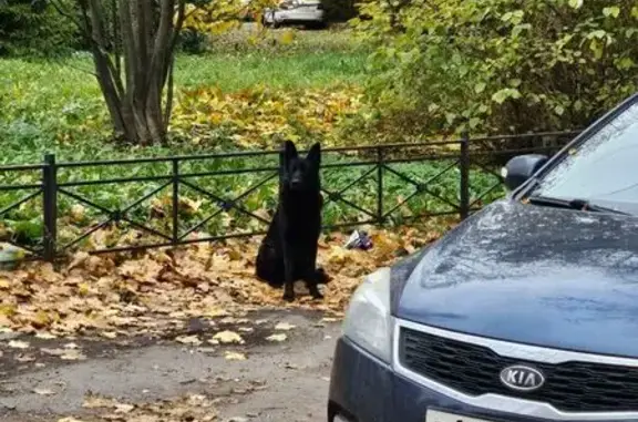 Найдена собака, Санкт-Петербург, фото: Собака найдена на Зины Портновой, 52, СПб