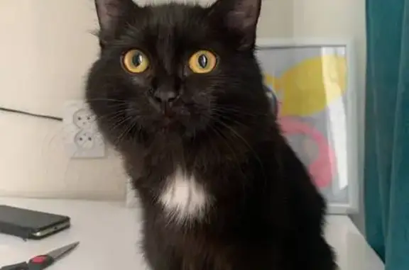 Кошки потеряшки, Мыски, фото: Потеряшка кошка, ул. Пушкина 5, Мыски