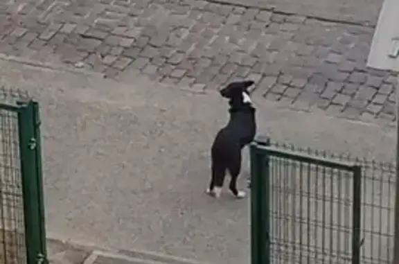 Собака найдена: Советский проспект, 125