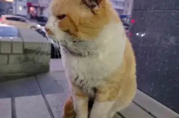 Найдена кошка, пр. Ленина 124, Барнаул